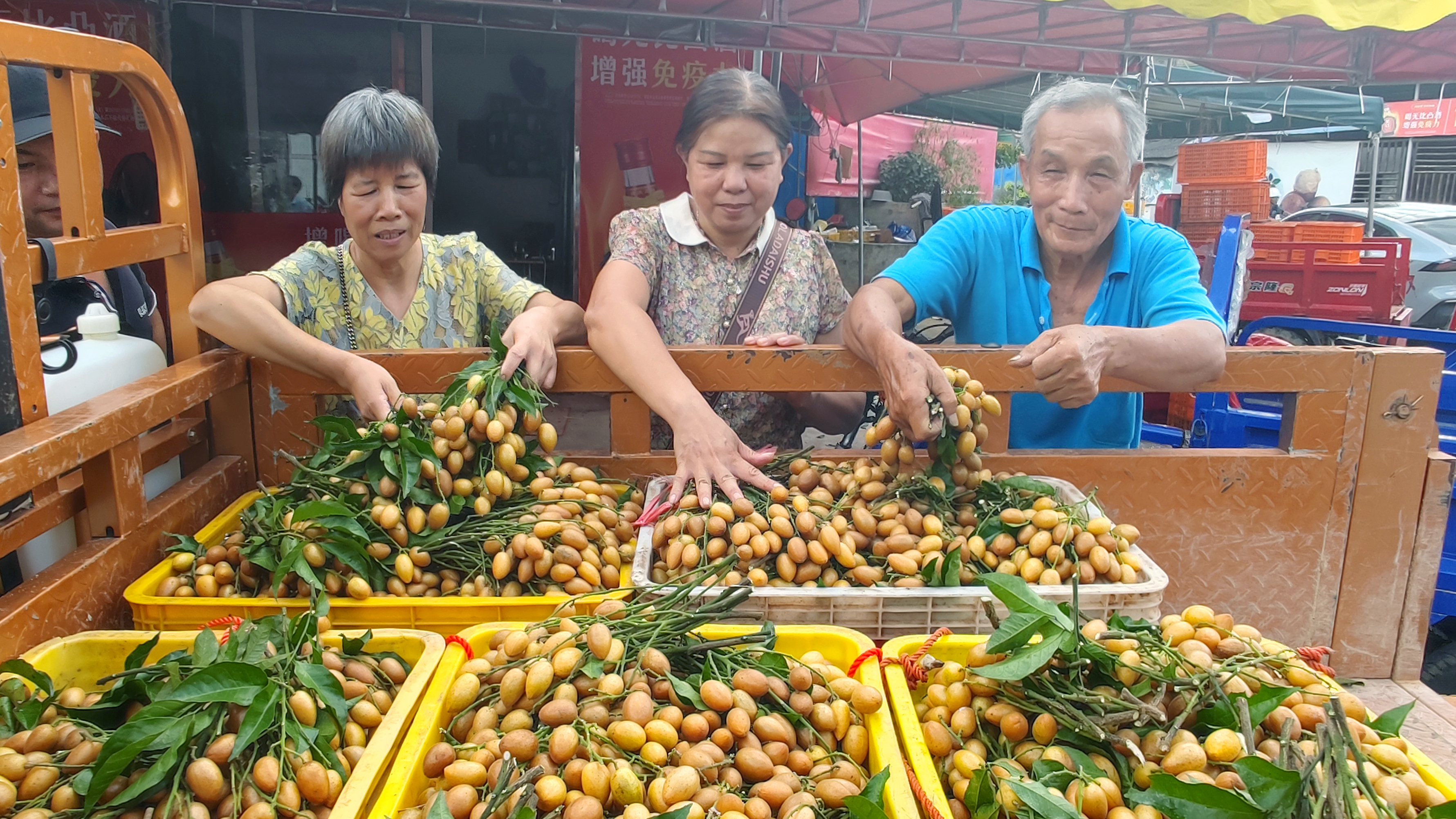 "中华名果"郁南无核黄皮即将大量上市