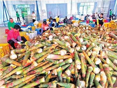 云安麻竹笋加工（相关企业供图）