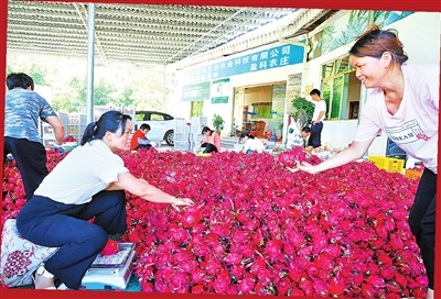 镇安火龙果丰收