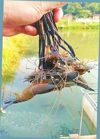 六都下四罗氏虾（六都镇供图）