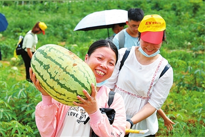 白石西瓜采摘体验