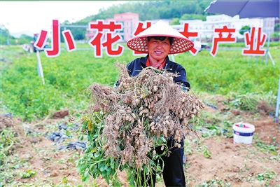 富林镇良种花生丰收