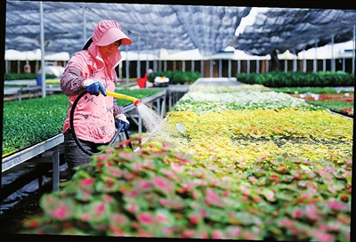 高村镇花卉培育