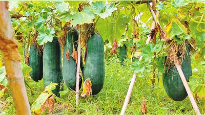 都杨黑皮大冬瓜(都杨镇供图)