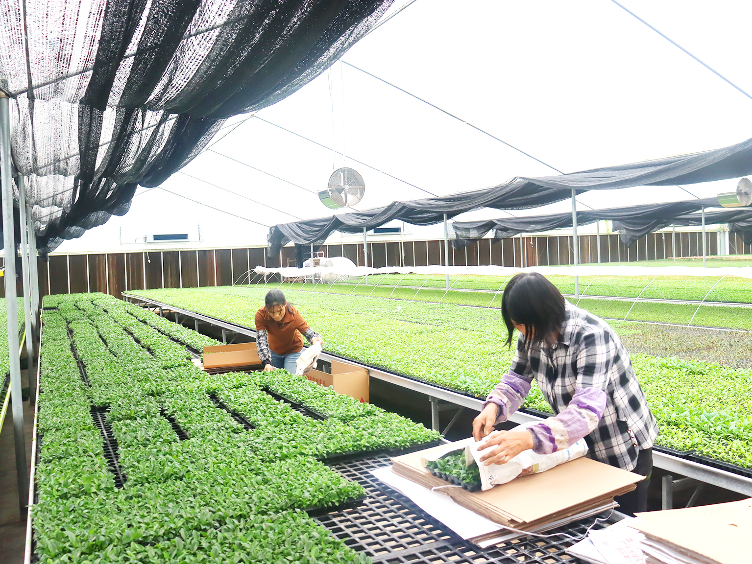 华创室内育苗场