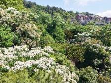 聚焦“百千万工程”丨新兴:油桐花开似雪舞 青山披素绘新颜