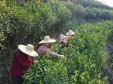 聚焦“百千万工程”丨云城区安塘街道:春风送茶香 春茶采摘忙
