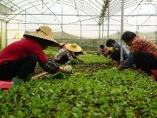 聚焦“百千万工程”丨云浮中医药全产业链产值破百亿 南药“金名片”效用凸显
