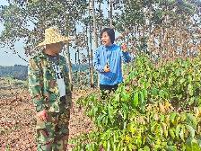聚焦“百千万工程”丨罗定市黎少镇田心村:破题产业升级 激活共富引擎