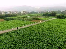镇能量丨郁南东坝:千年蚕乡“新思路”孕育“新丝路”