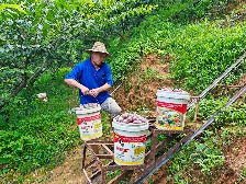 镇能量丨云安区石城镇：三华李迎丰收