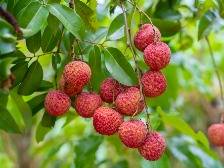 云趣说2025丨云浮靓“荔”!来云浮,发“浮荔” Perfect Blend of Taste&Culture😋lychees from Yunfu,China