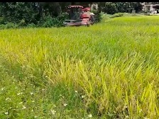 罗定市500亩省级水稻示范区喜获丰收 应用绿色生态技术实现增产一成多​