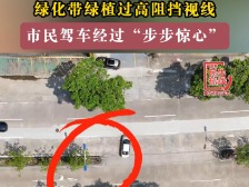 云浮市民生热线丨绿化带绿植过高阻挡视线 市民驾车经过“步步惊心”