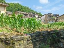 政协委员“亮招”!云城区安塘街道“三清三拆三整治”里种出“小生态板块”新景