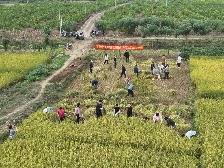郁南县桂圩镇割禾体验活动为“百千万工程”添动能