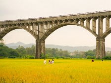 云趣说2026｜在云浮，嘉“禾”盼望“岗”，望“岗”生嘉“禾”