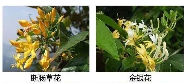 断肠草与金银花对比图