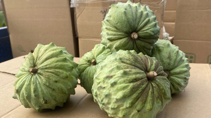 镇能量 | 新兴县水台镇500亩释迦果迎丰收 