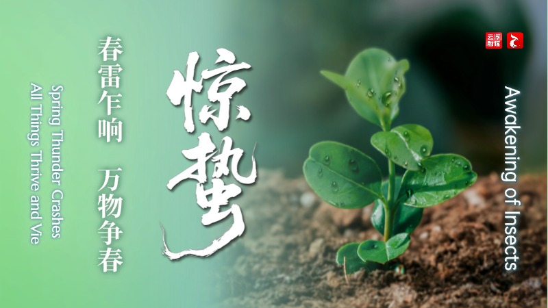 惊蛰 | 春雷乍响，万物争春