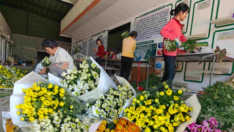 云城区腰古镇双稳村：订单鲜花发货忙