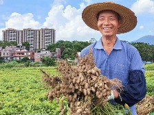 云安区富林镇：小花生如何变成“金豆豆”