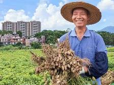 云安区富林镇：小花生如何变成“金豆豆”