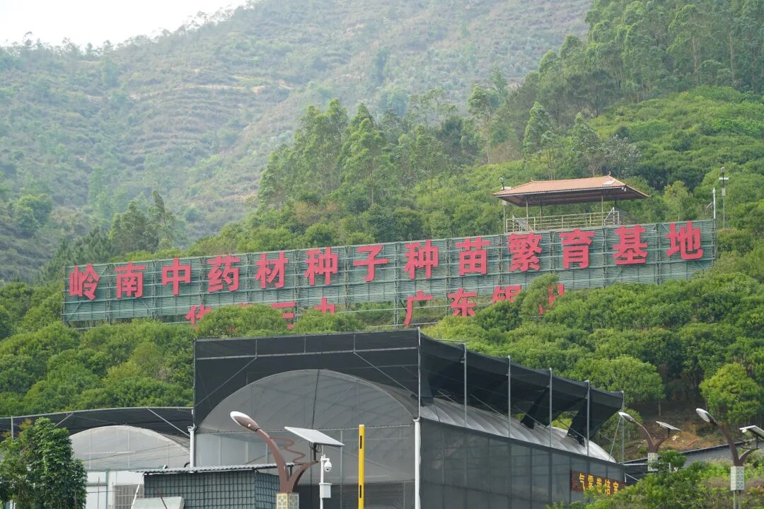 (云浮云安的岭南中药材种子育苗繁育基地) (云浮云安的岭南中药材种子育苗繁育基地)