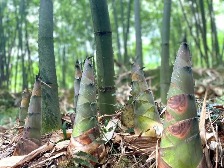 新兴县簕竹镇：“山中鲜”香飘湾区