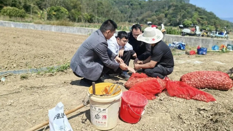 云安区六都镇打好人才培育“组合拳” 推动沙姜产业提质增效