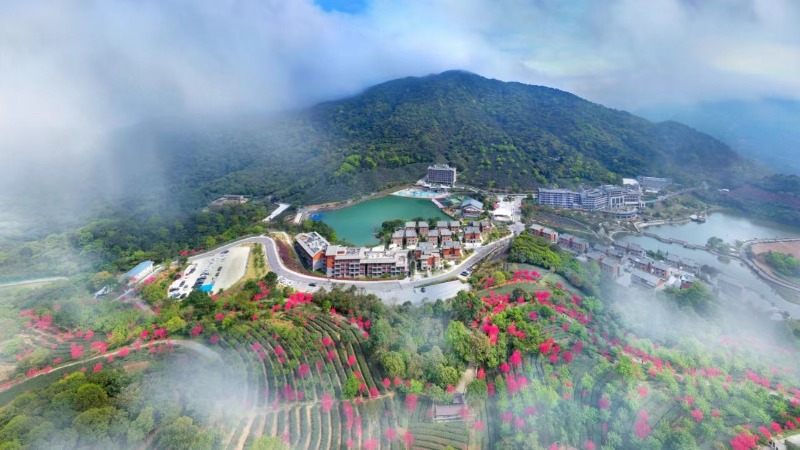 央视新闻报道 | 云浮新兴：云端茶海叠翠 岭南春意盎然