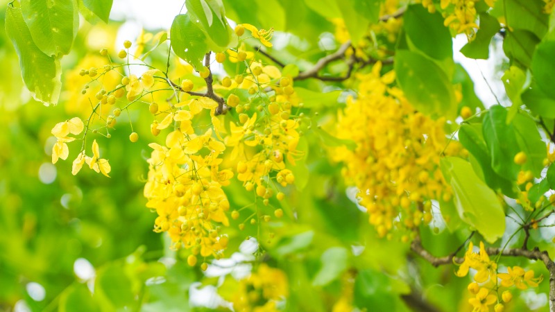 拍拍云浮 | 初夏限定！一树金黄，云浮的腊肠花开啦！