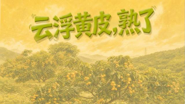 云趣说2026丨云浮黄皮，熟了！