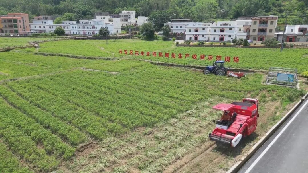 云安区万亩花生种植基地