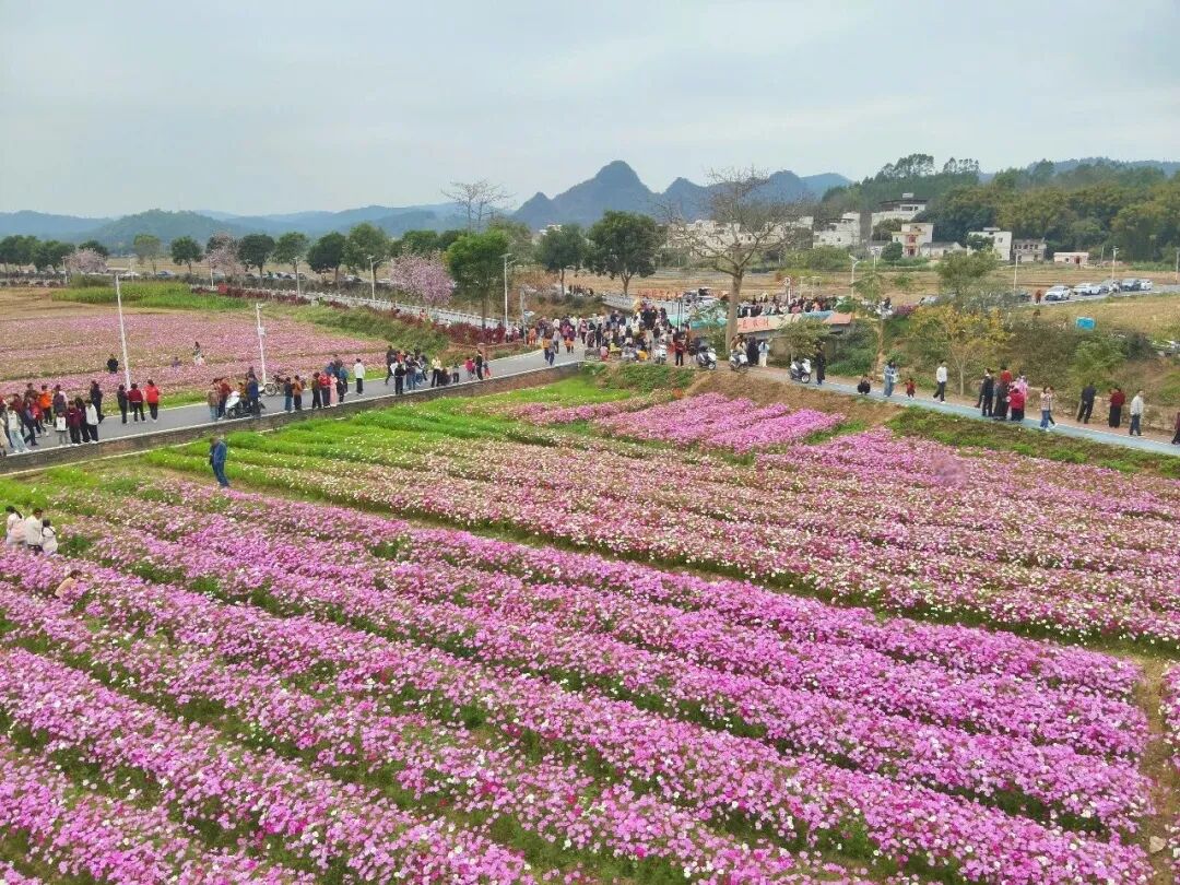 富林镇万亩花生基地轮作的格桑花海吸引众多游客前来打卡