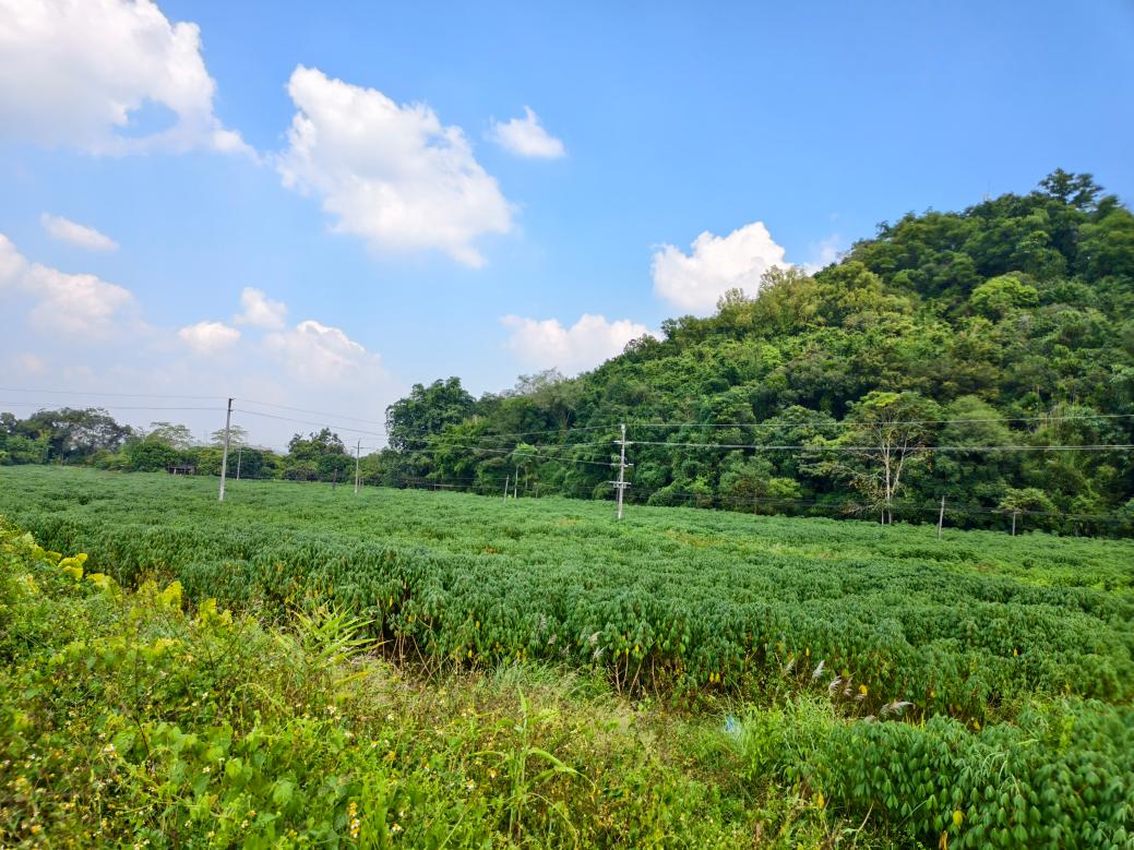 连片木薯生机勃勃